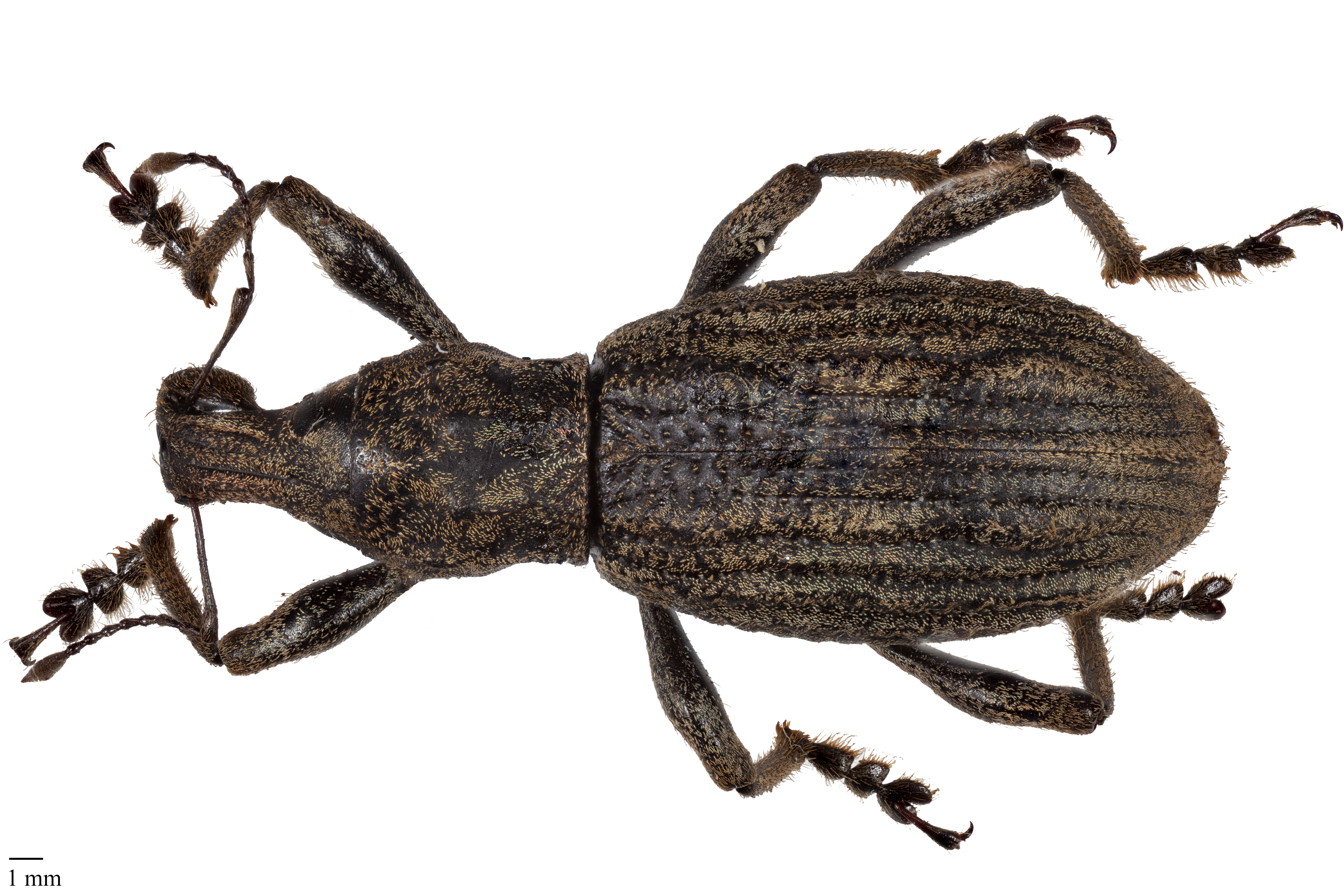 Anagotus fairburni dorsal view