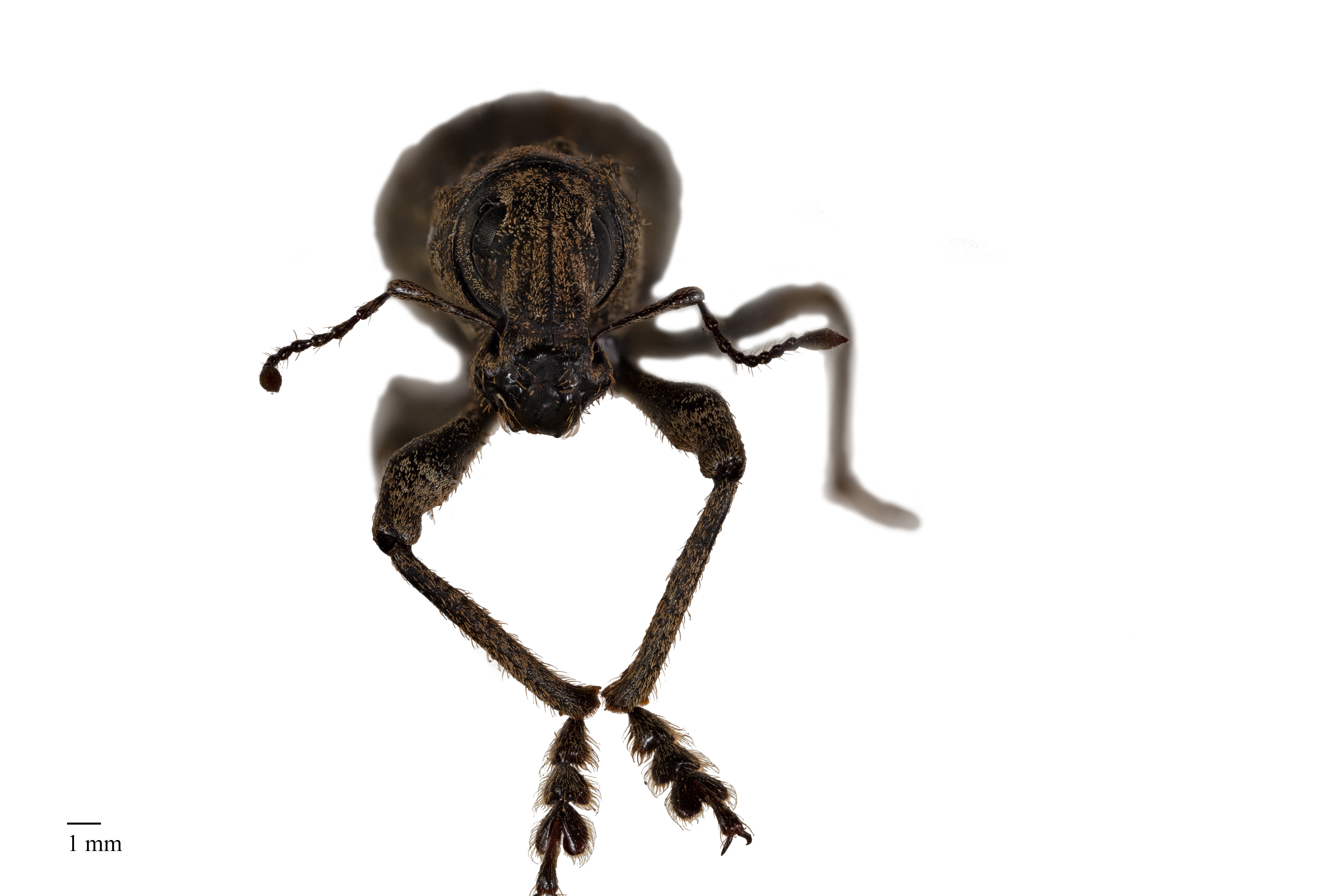 Anagotus fairburni anterior view