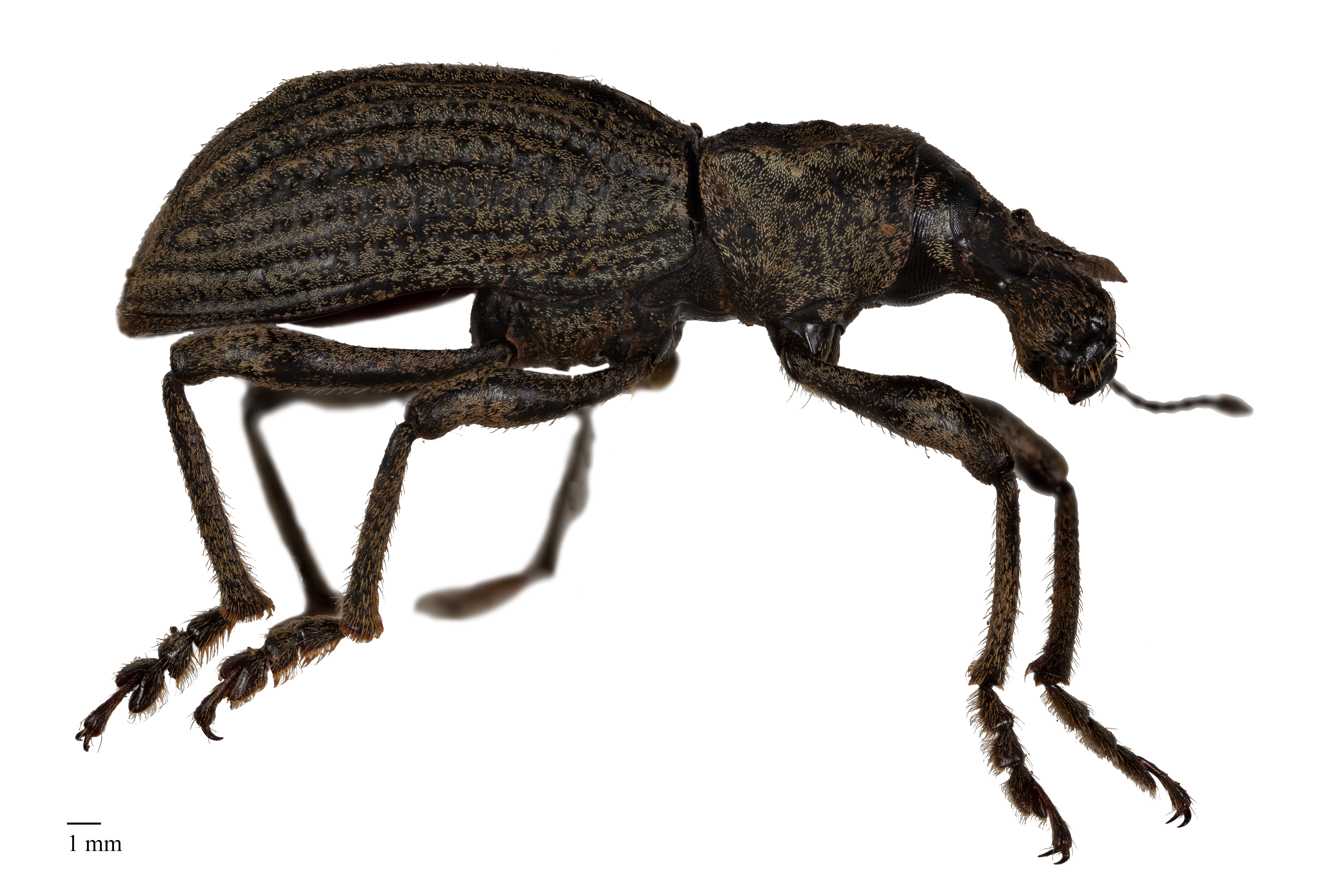Anagotus fairburni lateral view